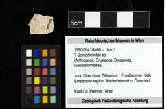 Foto (Objekt + Etiketten) von ? Goniodromites sp. 